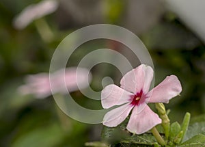 Small pink periwinkle macro photo