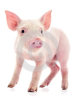 Small pink pig isolated