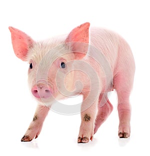 Small pink pig isolated