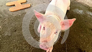 A small pink pig with a patch and big ears sits on a leash under a canopy, sniffing and grunting