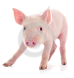 Small pink pig isolated