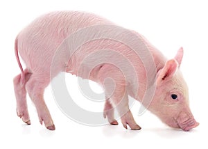 Small pink pig isolated