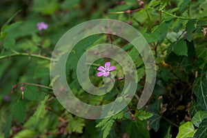 Small pink / purple flower on Herb Robert Geranium robertianum growing on a shady green bank