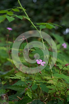 Small pink / purple flower on Herb Robert Geranium robertianum growing on a shady green bank