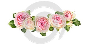 Small pink rose flowers in a floral arrangement isolated