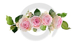 Small pink rose flowers, green leaves and buds in a floral wave arrangement isolated