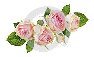 Small pink rose flowers ina floral arrangement isolated