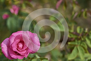 Small pink rose in left bottom corner with green background