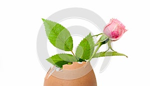 Small pink rose mignon, inside an empty egg shell