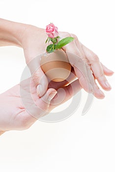 Small pink rose mignon, inside an empty egg shell held by fema