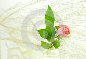 Small pink rose mignon, on white background