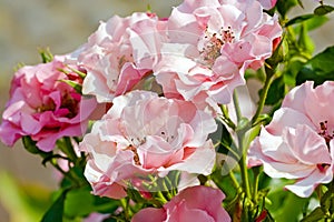 Small pink roses among foliage