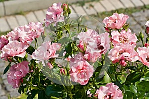 Small pink roses among foliage