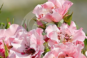 Small pink roses among foliage