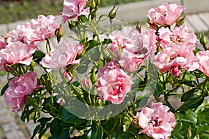 Small pink roses among foliage