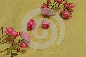 Small pink roses on a natural background