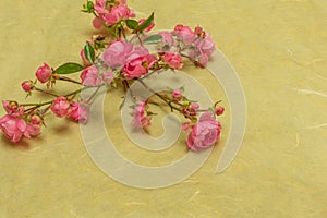 Small pink roses on a natural background