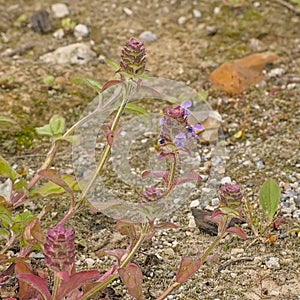 Small pink selfheeal flowers - Prunella vulgaris