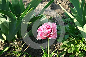 Small pink terry fringy tulip