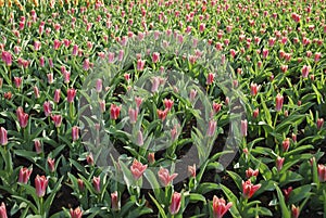 Small pink Tulips Kaufmanniana Fashion grown in the flowerbed.