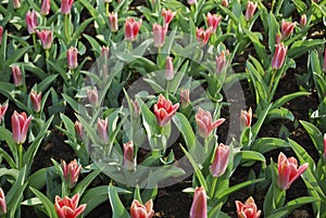 Small pink Tulips Kaufmanniana Fashion grown in the flowerbed.