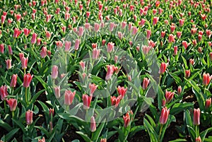 Small pink Tulips Kaufmanniana Fashion grown in the flowerbed.