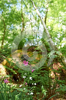 Small pink and white flowers in the beech forest