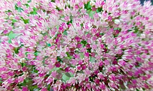 Small pink and white flowers with green leaves. background of flowers. for design. Blurred colorful background. for holiday design