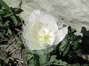 A small pink-white tulip