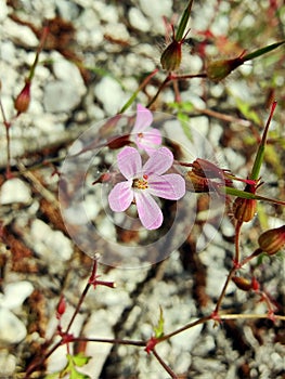 Small pink wild flower in the mountain - Little Robin (Geranium purpureum)