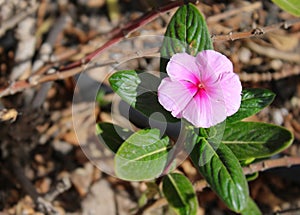 Small pink wild flower, Touch of spring photo