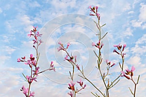 Small pink wild flowers against a clear blue spring sky