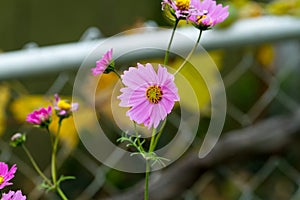 Small pink and yellow flowers in the late fall