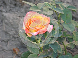 A small pink-yellow rose flower