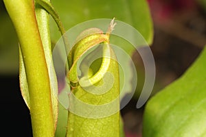 A small pitcher from a Nepenthes plant (Nepenthes spp.), with a delicate reddish-speckled lid.