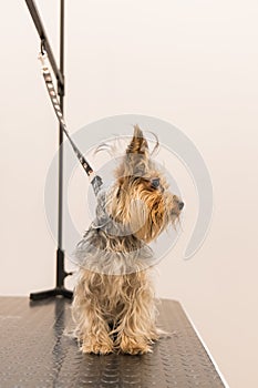 Small pitiable dog after grooming washing, vertical photography portrait of domestic pet, soft focus noise pollution