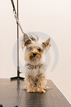 Small pitiable dog portrait looking at camera after washing in grooming salon, vertical photography, soft focus noise pollution