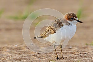 Red Capped Plover in Australia photo