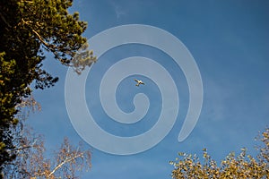 small plane in the blue sky on the background of pine trees