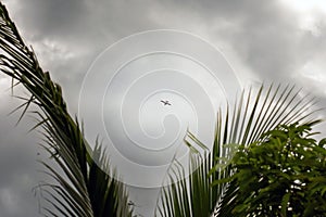 a small plane flies in the cloudy sky above the palm trees