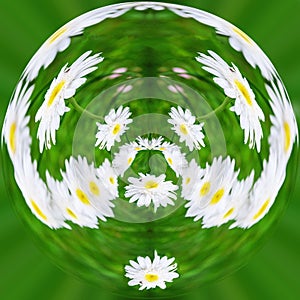 Small planet . In spring, a white Daisy grows on a green lawn. Close-up, selective focus