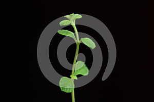 small plant on black background