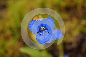 Small plant of blue petals shaped like a butterfly