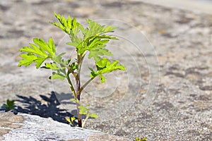 Small plant born on a concrete wall - power of life concept image