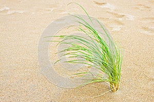 Small plant born on sand - New life concept image