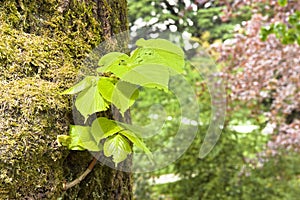 Small plant born from a tree trunk - New life concept image