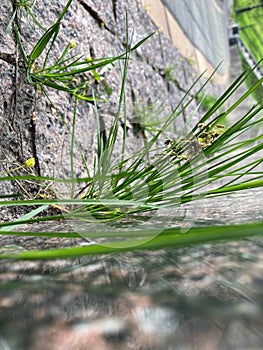 a small plant breaks through the paving stones, granite stones surround a young blade of grass that radiates an incredible desire