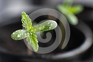 A small plant of cannabis seedlings. cultivation in an indoor marijuana. The stage of vegetation hemp.