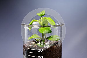 Small plant coming out from a laboratory glass