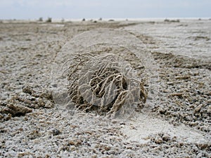 A small plant covered with white salt crystals on the surface of a dry white salt lake with cracks